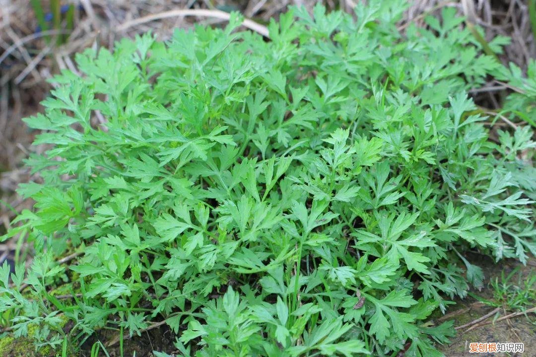艾蒿图片图野艾蒿能吃吗