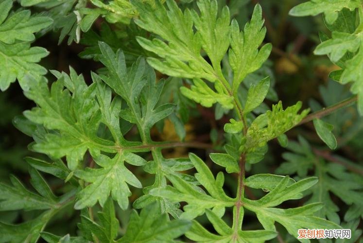 艾蒿图片图野艾蒿能吃吗
