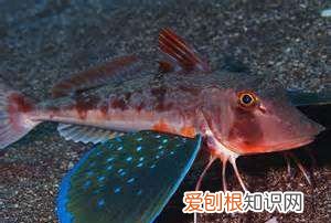 鲂鱼是什么鱼，这是什么鱼拍照识别