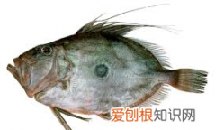 鲂鱼是什么鱼，这是什么鱼拍照识别