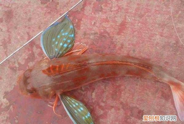 鲂鱼是什么鱼，这是什么鱼拍照识别