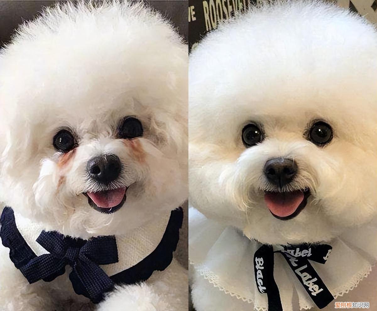 雪纳瑞价格多少钱一只幼犬