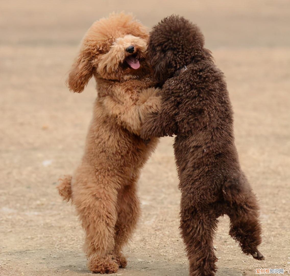 雪纳瑞价格多少钱一只幼犬