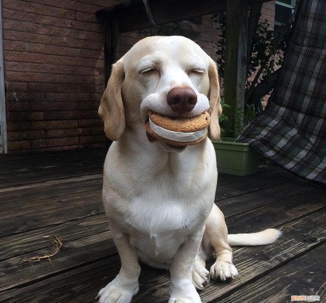 雪纳瑞价格多少钱一只幼犬