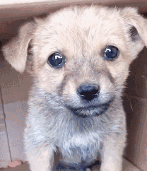 雪纳瑞价格多少钱一只幼犬