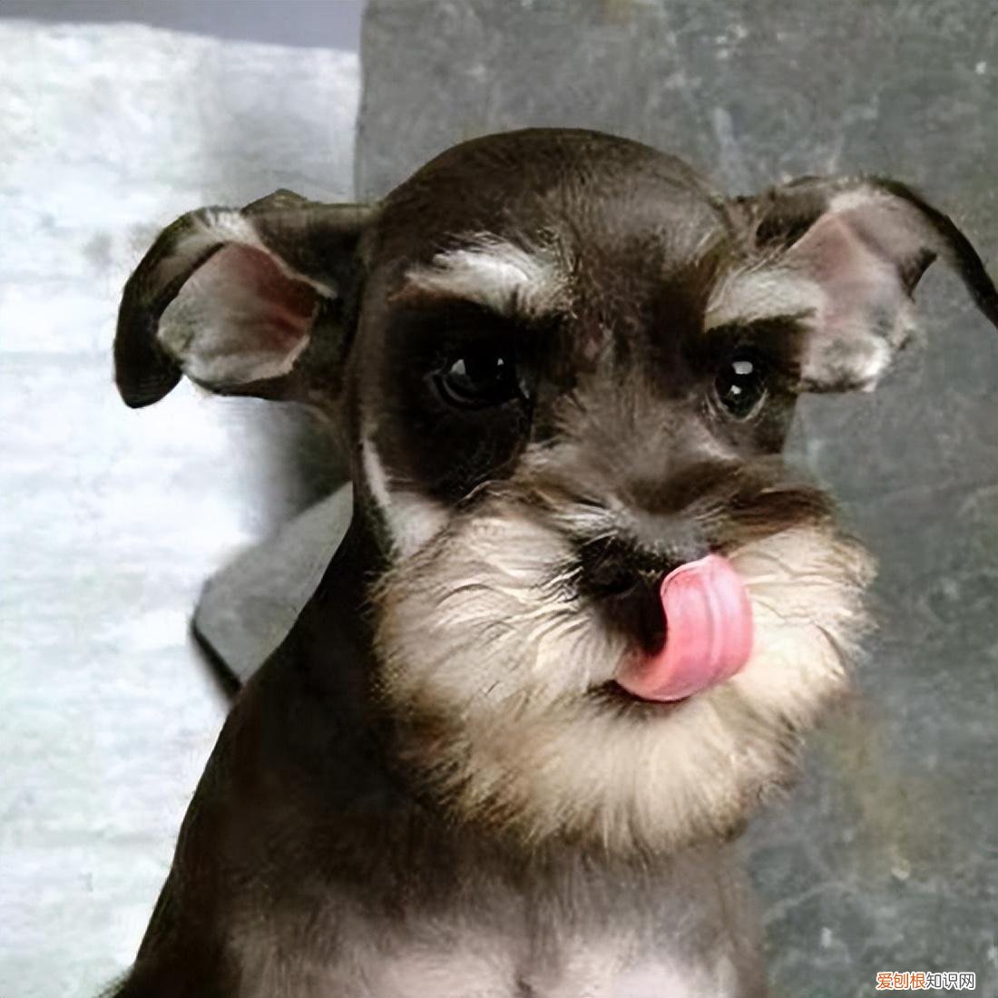 雪纳瑞价格多少钱一只幼犬