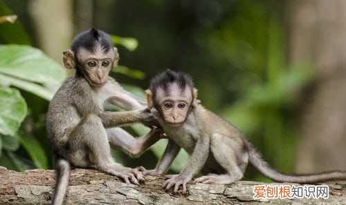 大马猴东北啥意思，大马猴是什么意思