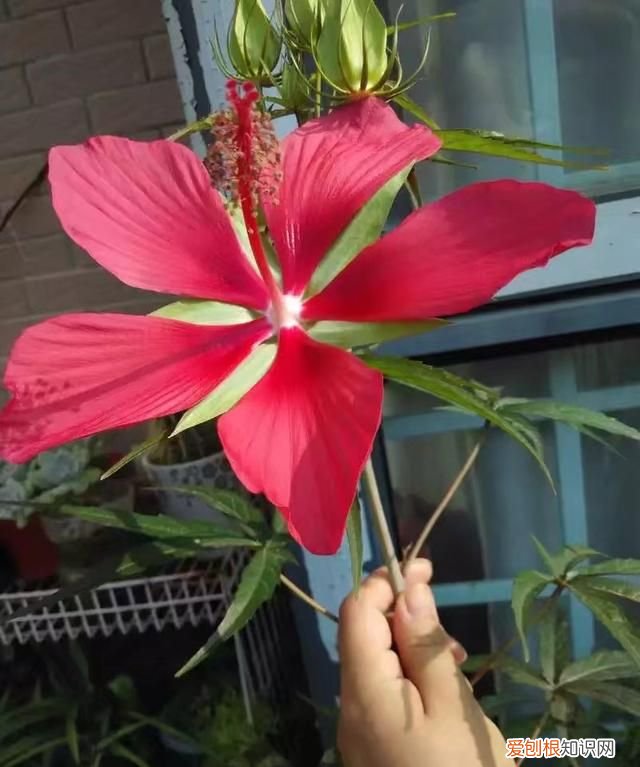 种了五年的一棵植物，园艺大神也叫不出名字，直到有天它开了朵惊人的花