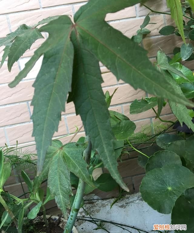 种了五年的一棵植物，园艺大神也叫不出名字，直到有天它开了朵惊人的花