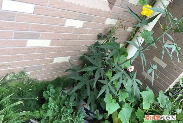 种了五年的一棵植物，园艺大神也叫不出名字，直到有天它开了朵惊人的花