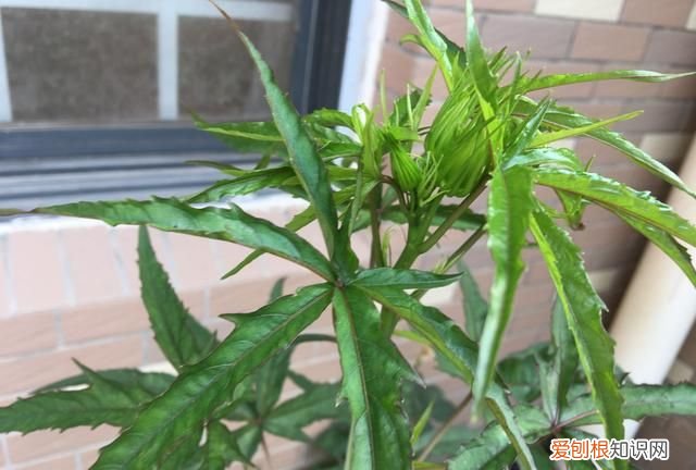 种了五年的一棵植物，园艺大神也叫不出名字，直到有天它开了朵惊人的花