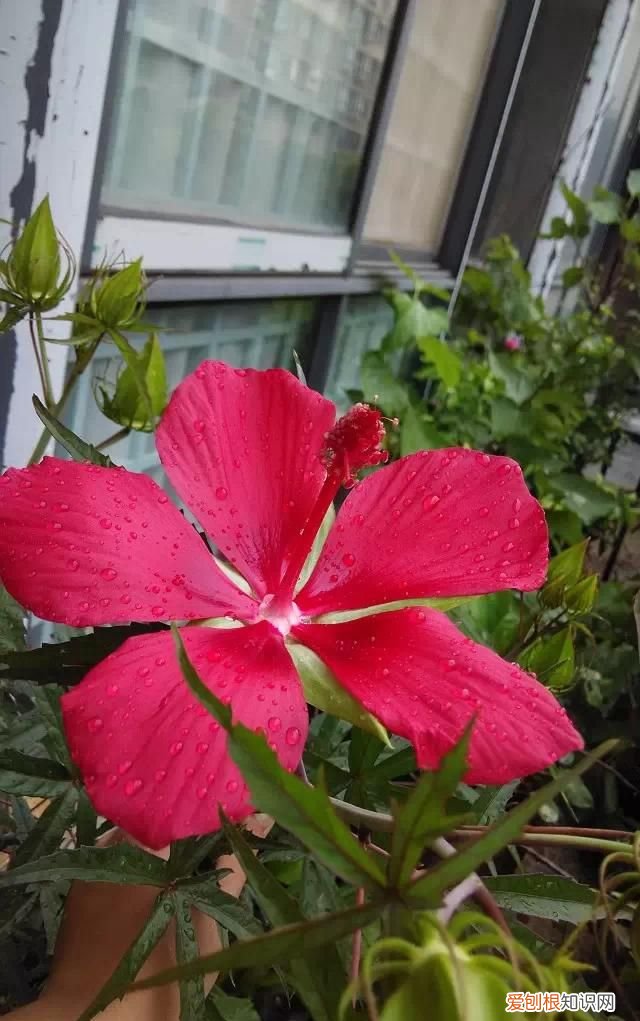 种了五年的一棵植物，园艺大神也叫不出名字，直到有天它开了朵惊人的花