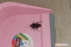 蟑螂放零下15度冷冻,蟑螂能在零下多少度存活