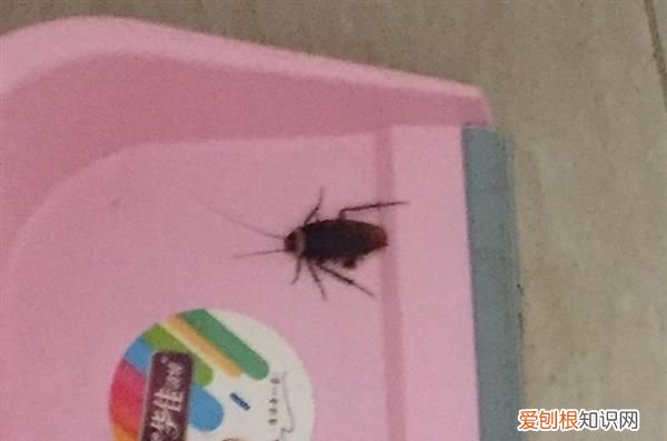 蟑螂放零下15度冷冻,蟑螂能在零下多少度存活