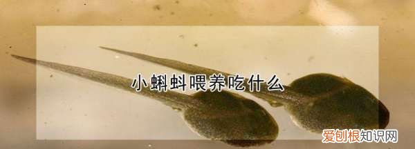 蝌蚪怎么养,刚出生的小猫怎么养活