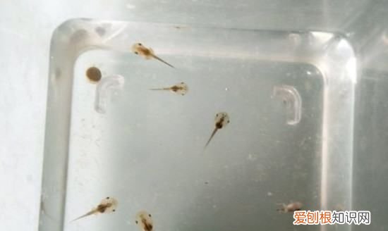 蝌蚪怎么养，刚出生的小猫怎么养活