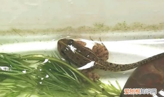 蝌蚪怎么养，刚出生的小猫怎么养活