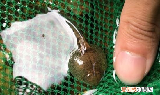 蝌蚪怎么养，刚出生的小猫怎么养活