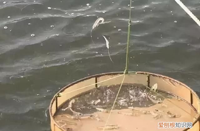 对虾亚硝酸盐中毒怎么解毒