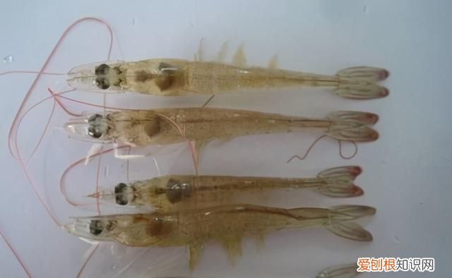 对虾亚硝酸盐中毒怎么解毒