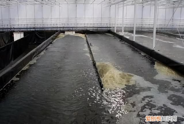 对虾亚硝酸盐中毒怎么解毒