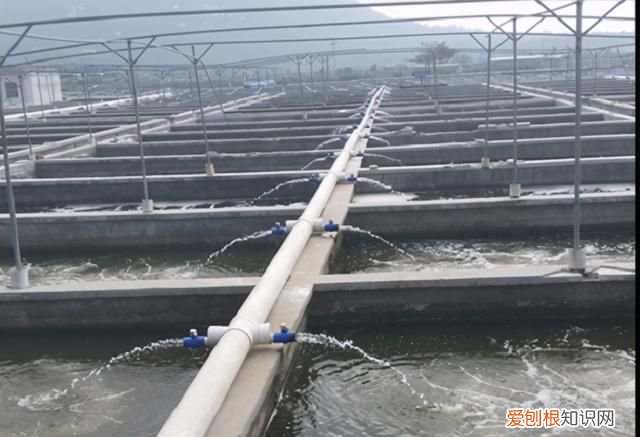 对虾亚硝酸盐中毒怎么解毒