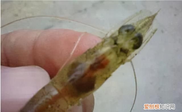 对虾亚硝酸盐中毒怎么解毒