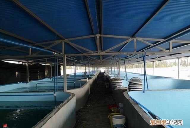 对虾亚硝酸盐中毒怎么解毒