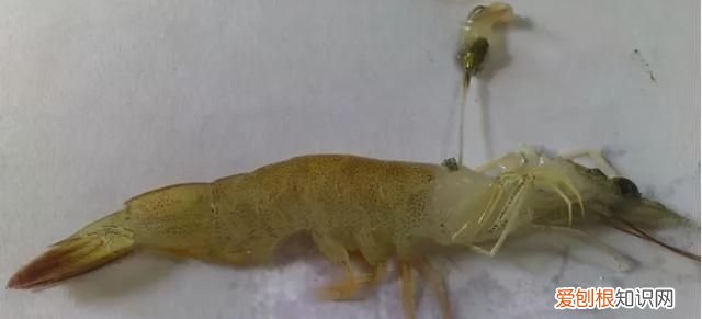 对虾亚硝酸盐中毒怎么解毒