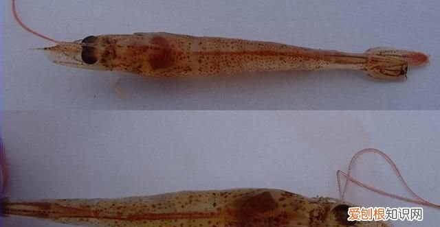 对虾亚硝酸盐中毒怎么解毒