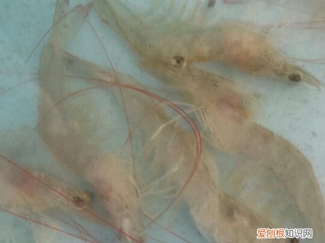 对虾亚硝酸盐中毒怎么解毒