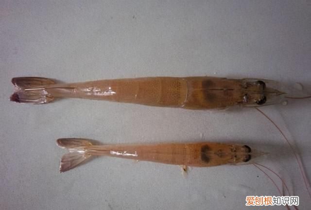 对虾亚硝酸盐中毒怎么解毒