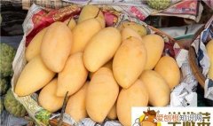 芒果核周围肉黑能吃吗，种芒果核时芒果核外面的外壳要弄去