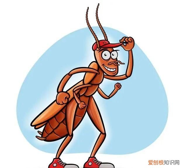 怎么治蟑螂最有效,怎么才能彻底灭掉蟑螂并防止再生