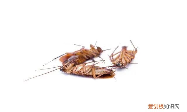 怎么治蟑螂最有效,怎么才能彻底灭掉蟑螂并防止再生
