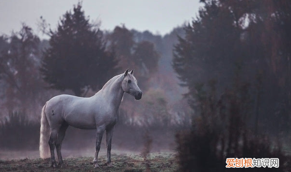 马诗23首其五这是一首什么诗,马诗二十三首其二十三写作背景