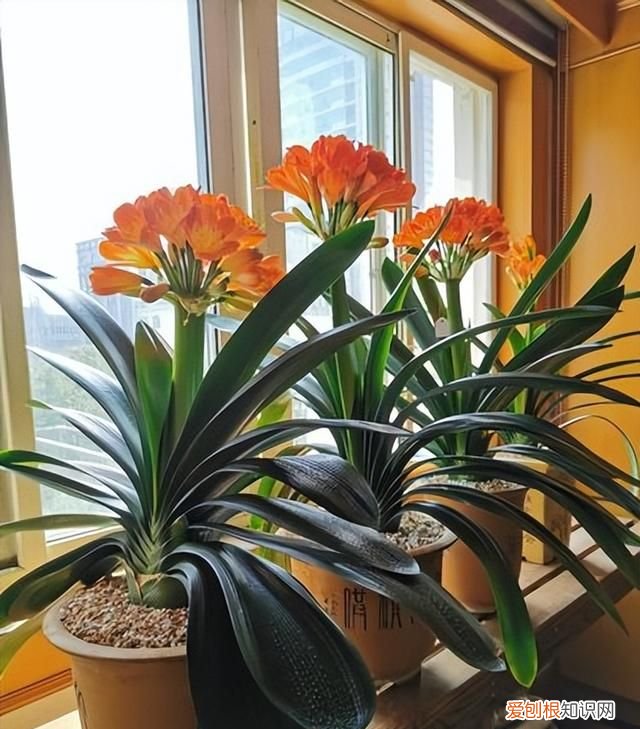 成年君子兰进入11月份要怎么养护