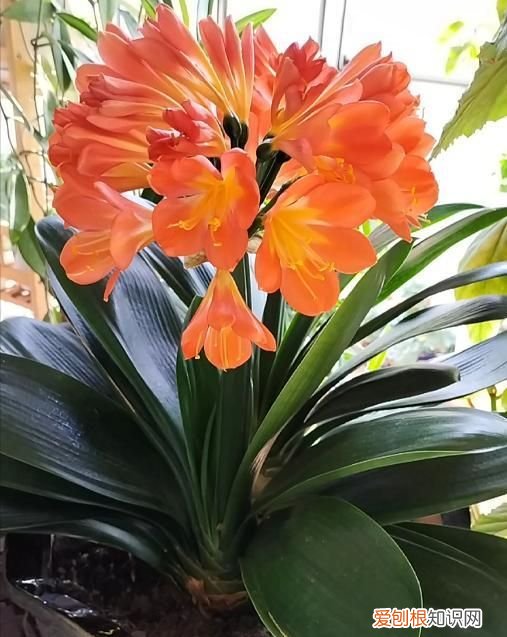 成年君子兰进入11月份要怎么养护