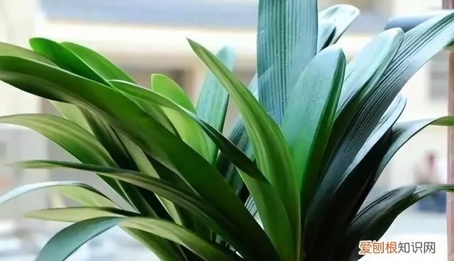 成年君子兰进入11月份要怎么养护