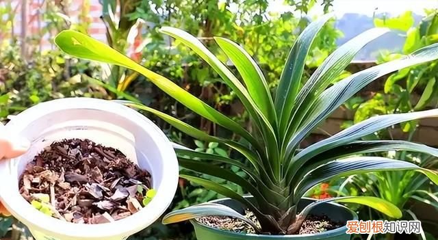 成年君子兰进入11月份要怎么养护