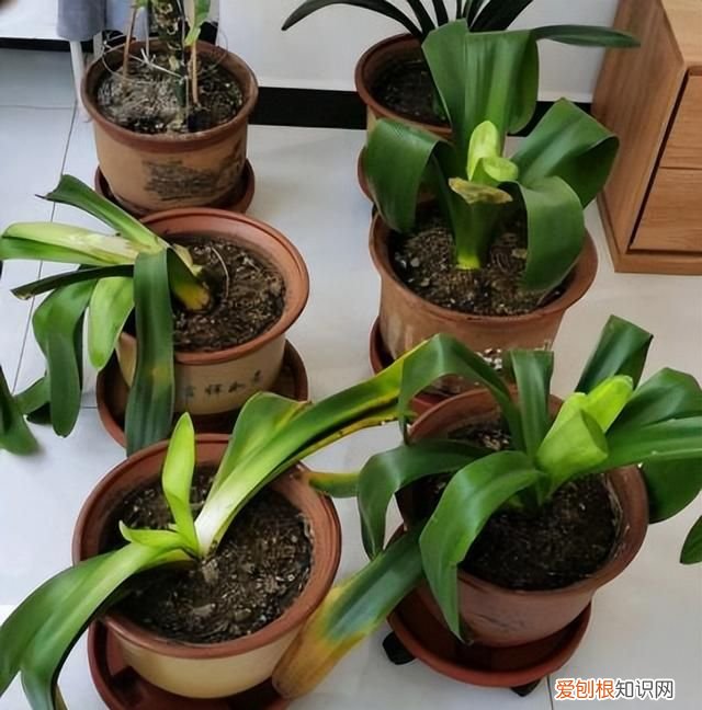 成年君子兰进入11月份要怎么养护