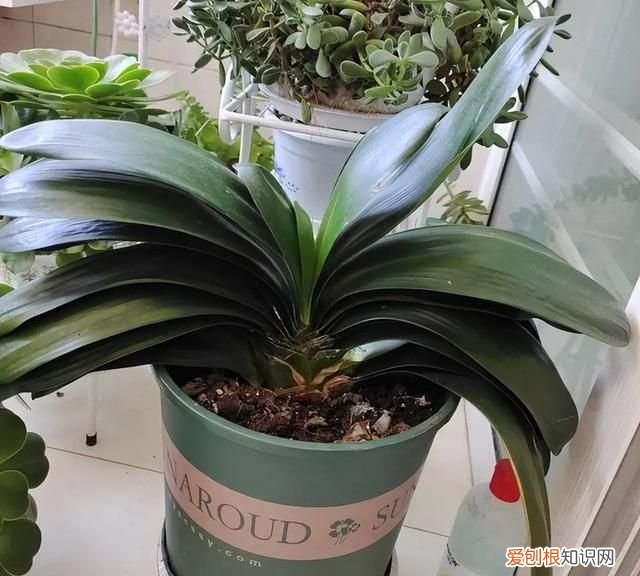 成年君子兰进入11月份要怎么养护