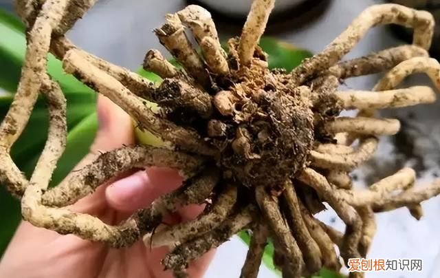 成年君子兰进入11月份要怎么养护