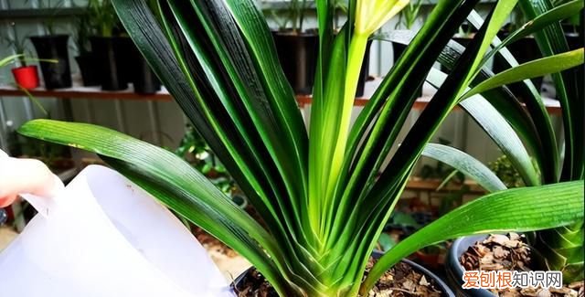 成年君子兰进入11月份要怎么养护