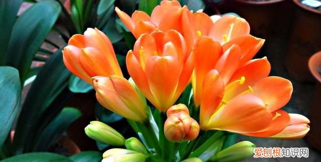 成年君子兰进入11月份要怎么养护