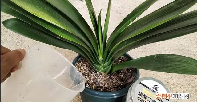 成年君子兰进入11月份要怎么养护