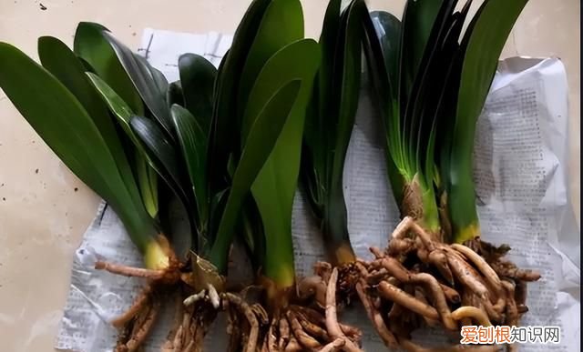 成年君子兰进入11月份要怎么养护