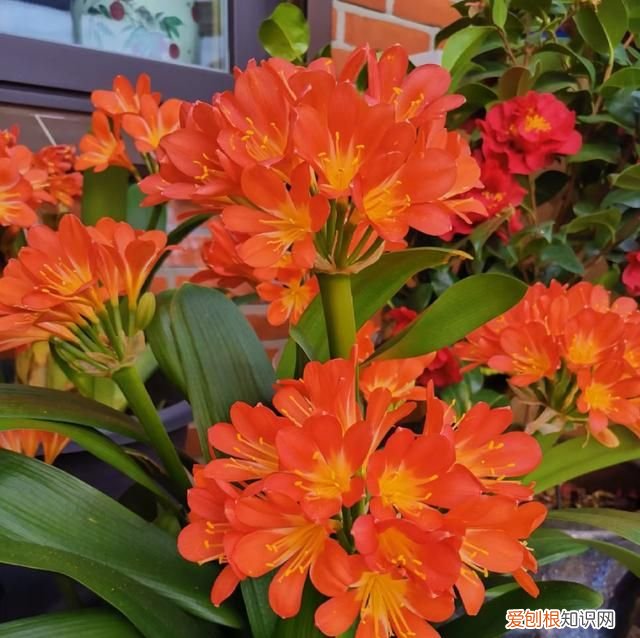 成年君子兰进入11月份要怎么养护