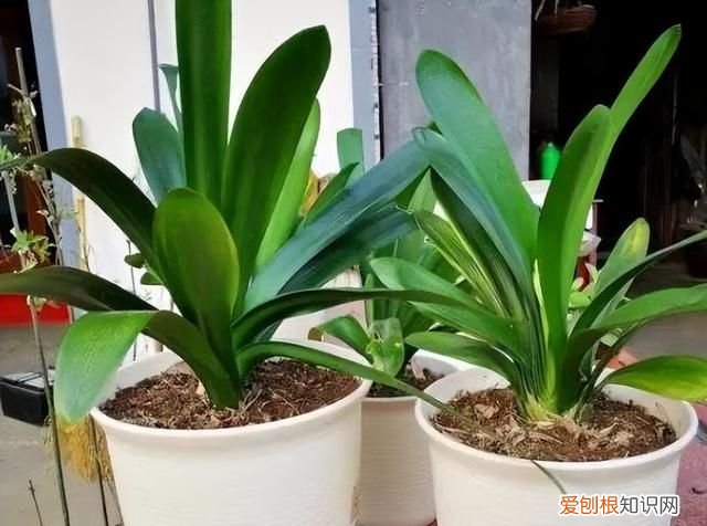 成年君子兰进入11月份要怎么养护