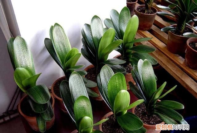 成年君子兰进入11月份要怎么养护